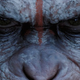 Image for article titled Andy Serkis Built a New World for Dawn of the Planet of the Apes